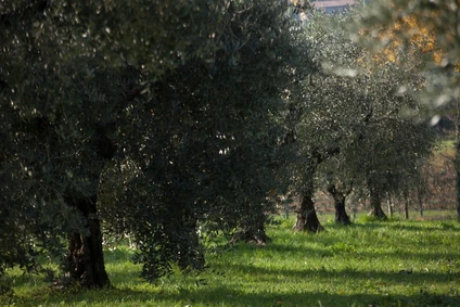 Cooking Class e Degustazione Vini tra i Vigneti della Valtenesi 21 Cooking Class e Degustazione Vini tra i Vigneti della Valtenesi 21